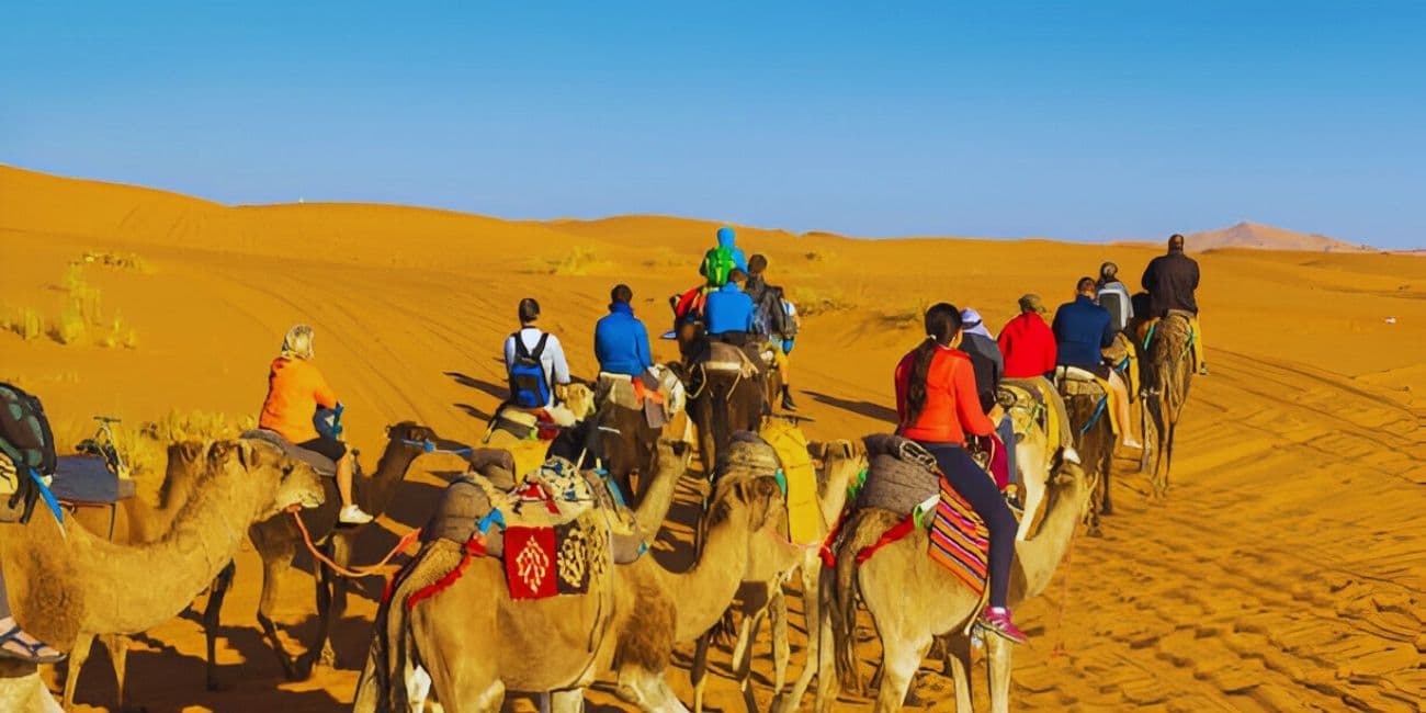 Camel Safari