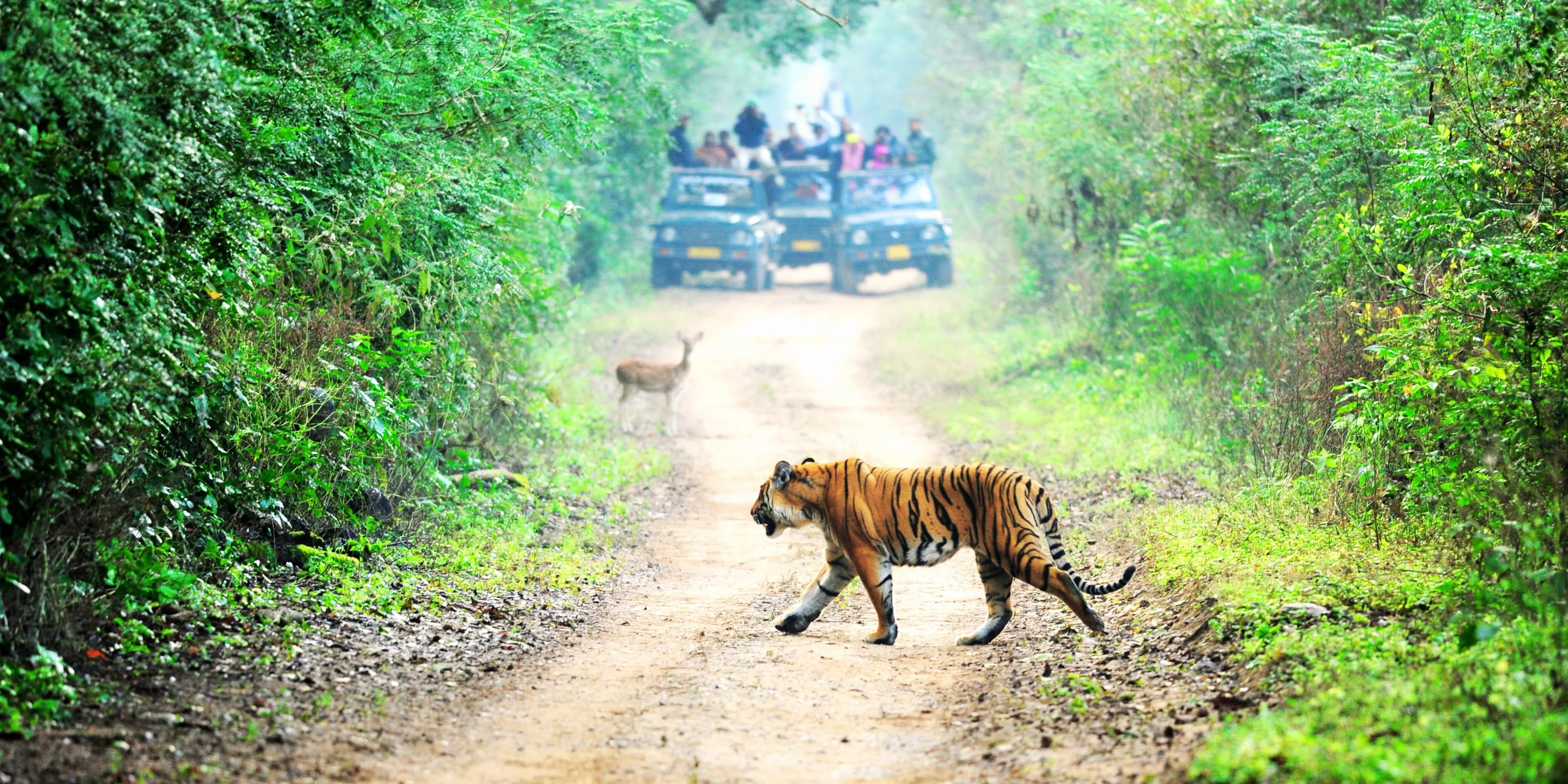Wildlife Safari